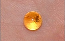 Phát hiện hóa thạch một loài côn trùng mới nhờ eBay